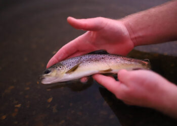 Glendonald Farrm 122 350x250