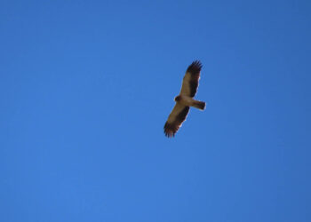 Glendonald Farrm 69 350x250